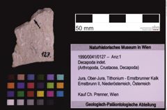 Foto (Objekt + Etiketten) von Decapoda indet. (NHMW-GEO-1990-0041-0127)